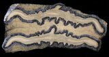 Mammoth Molar Slice - South Carolina #40966-1
